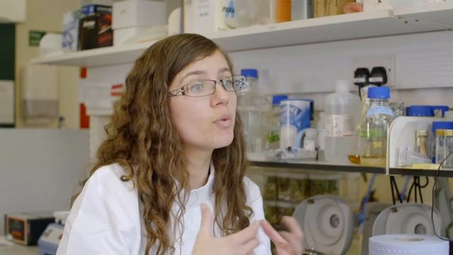 Third RIPE breakthrough demonstrates photosynthetic hacks can boost yield, conserve water смотреть онлайн