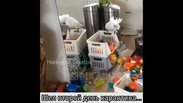 Нарезка приколов про короновирус часть вторая! смотреть онлайн