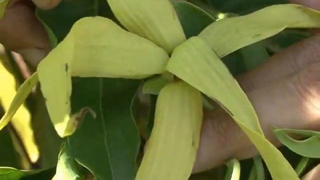 Aromatherapy Essential Oils: Ylang Ylang and Jasmine at the Aromahead Institute смотреть онлайн