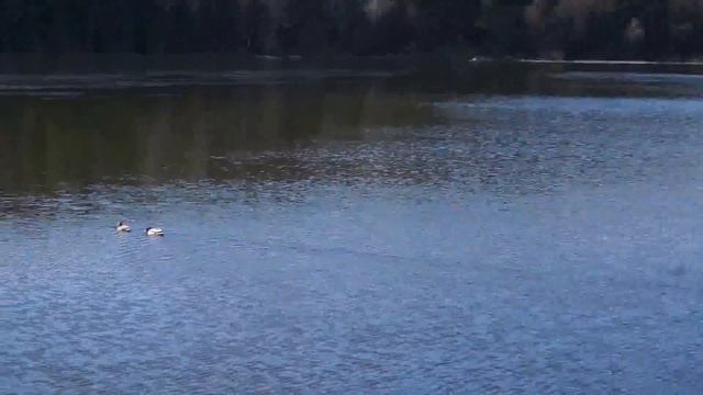 Tyreso slott ducks смотреть онлайн