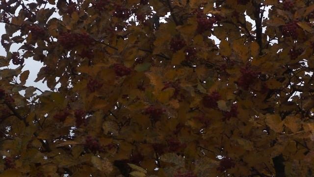 the autumn. the morning. смотреть онлайн