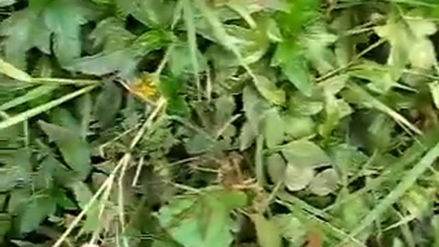 20081230 Kanchanaburi Листочки Сворачиваются 318 HDTV смотреть онлайн