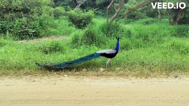 At Calmante Relaxation 2.0, we believe that everyone deserves to live a life of peace . смотреть онлайн