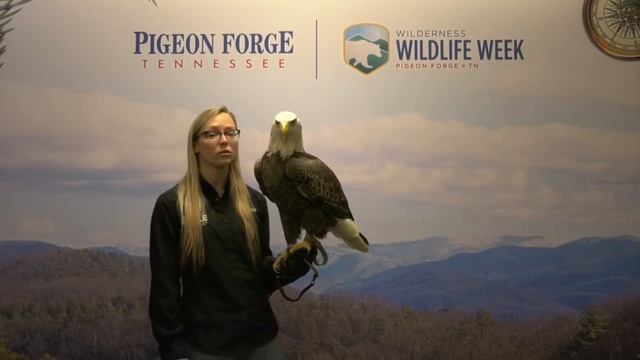 Live Birds of Prey and AEF 2022 Update | Virtual Wilderness Wildlife Wednesdays смотреть онлайн