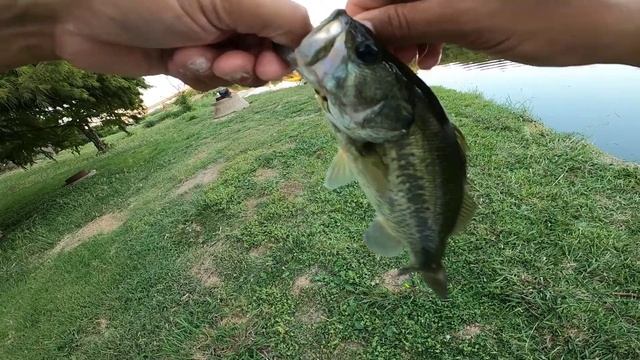 Late Summer & Early Fall fishing tips and tricks‼️#fishhardprayharder #fishing #bassfishing #texas смотреть онлайн