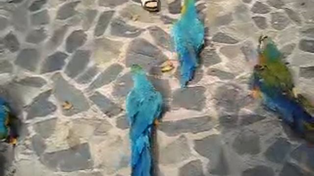 Банда попугаев выпрашивает еду! смотреть онлайн