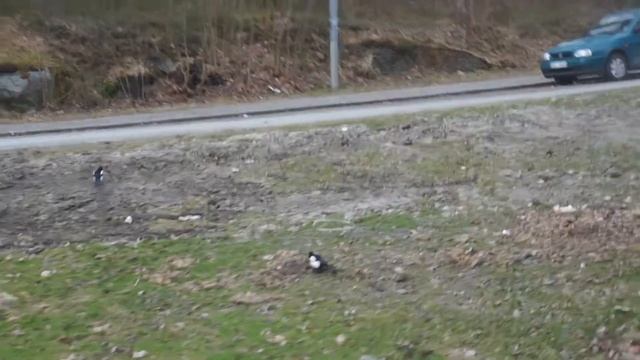two magpies смотреть онлайн