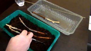 Стратификация черенков после прививки