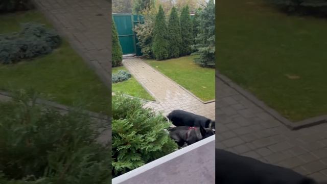 Тесла ищет дом