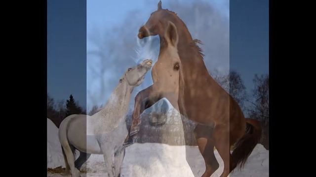 Красота и грация-лошади. смотреть онлайн