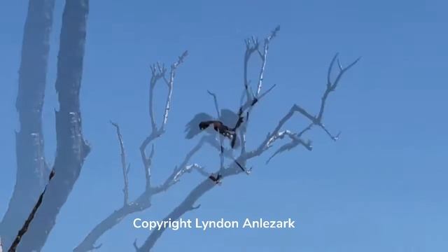 Predator-Prey: A Whistling Kite catches a a Magpie-Lark (Pee Wee) смотреть онлайн