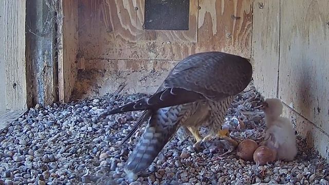 FalconCam Orange CSU~Two prey are brought in at once! Little one is happily~4:13 PM 2021/10/17 смотреть онлайн