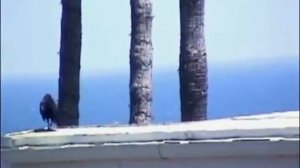 Карлос Кастанеда - Загадка Мага