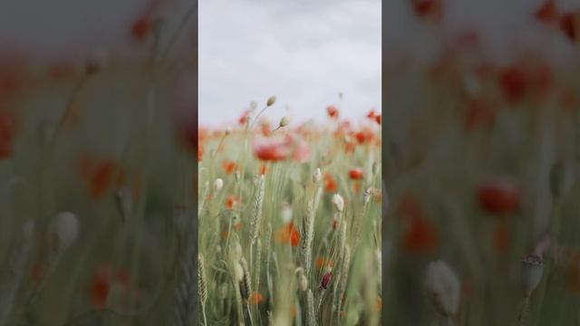 Бог обо всём позаботился. Посмотри вокруг❤️. Анар Дримс смотреть онлайн