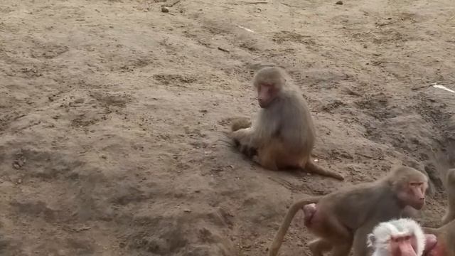 ZOMBIE monkey EATS BABY ! Crazy baboon with NUTS on his chin [ORIGINAL VIDEO] смотреть онлайн