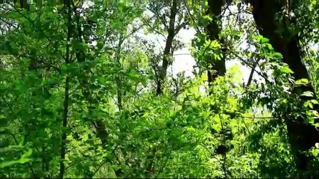 Майская песня соловья смотреть онлайн