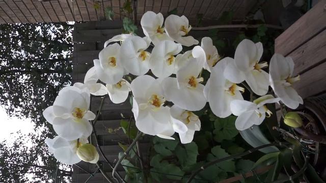 evening orchid смотреть онлайн