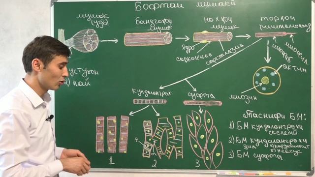 Бофтаи мушаки| ММТ Биология| Олимов Олимҷон. смотреть онлайн
