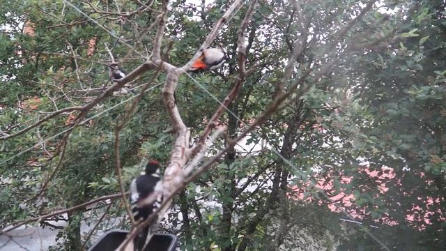 father woodpecker with two chicks смотреть онлайн