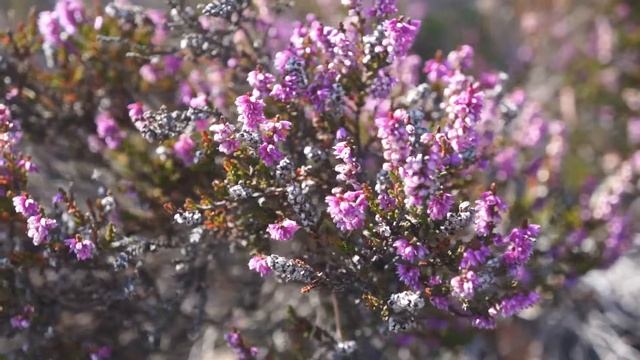 heather смотреть онлайн