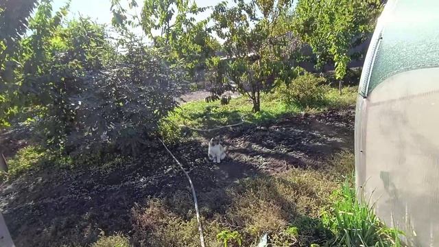 Побывали на рынке🌸 Купили анютки и клери🌺🍓 Хромоножка в норме 👍Запаслись кормами для бройлеров смотреть онлайн