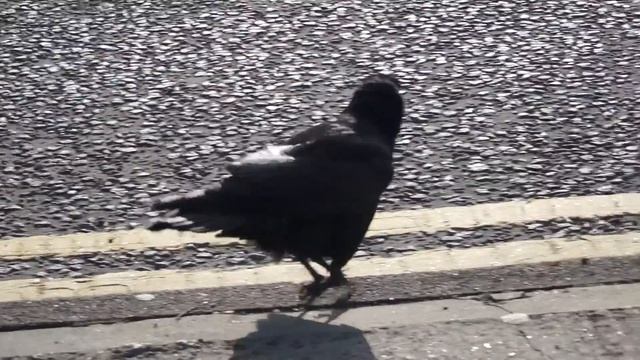 black crow смотреть онлайн