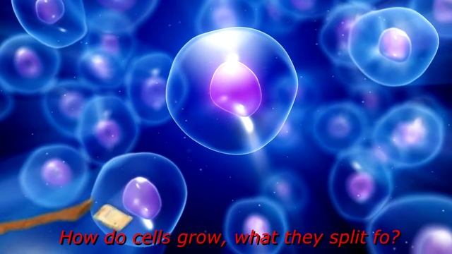 Cell cycle - Russell, Alex, CJ, Trent смотреть онлайн