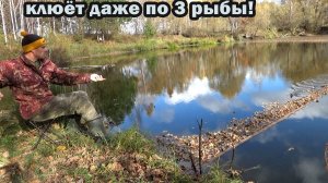 Рыбалка 29 октября на забытую снасть - "резинка". Отличный улов