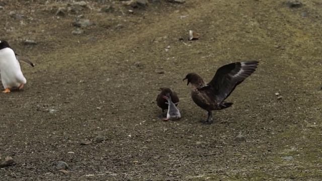 10 Most Deadliest Dangerous Birds In The World Urdu | دنیا کے خطرناک ترین پرندے смотреть онлайн