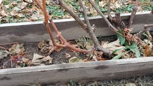 Обрезка винограда