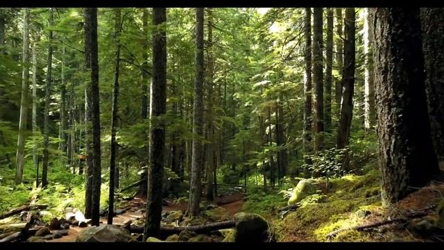 🔴 Relaxing Music 24/7, Stress Relief Music, Sleep Music, Meditation Music, Calming Music therapy смотреть онлайн