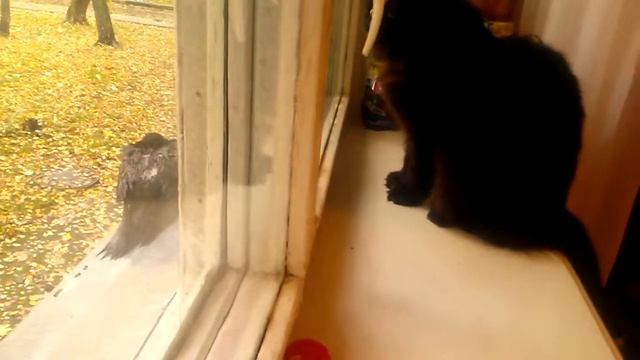 Моя кошка ангорская общается с голубем за окном смотреть онлайн