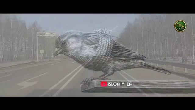 Аллоҳга Таваккул қилсак мана Нима бўлади? Ўрганиб Олинг Абдуллоҳ Домла смотреть онлайн