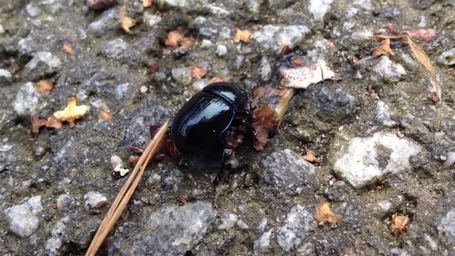 beetle смотреть онлайн