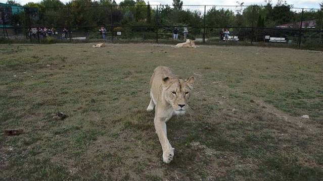 Олег Алексеевич забыл поздороваться с львицей Стервой ...а она ждет ... смотреть онлайн