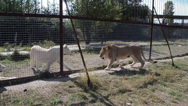 ЗВЕЗДНЫЙ ЛЕВ в 'обидках ':)) смотреть онлайн