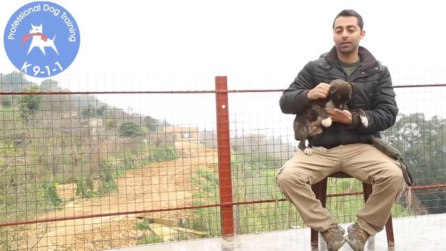 What is prey drive in dogs ? and how to determine a dog's character... смотреть онлайн