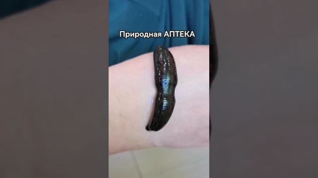 Пиявки Гирудотерапия Бесплодие Простатит смотреть онлайн
