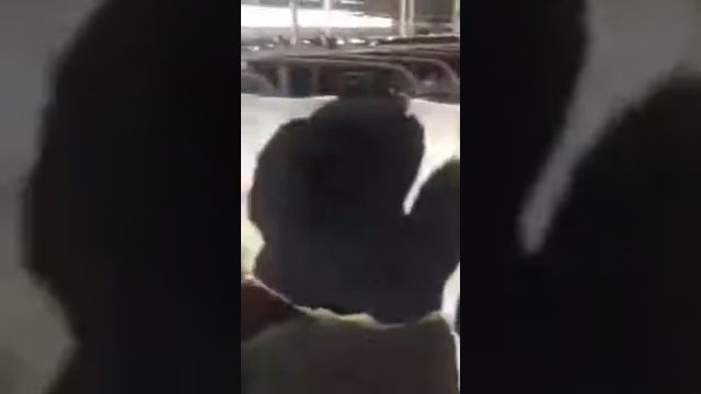 Как выбрать хороший скот? +79656176005 WhatsApp смотреть онлайн