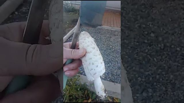 Гриб навозник, как он есть смотреть онлайн