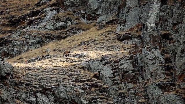 Фильм "Хозяин Алтайских гор" - (Трейлер - 2023) смотреть онлайн