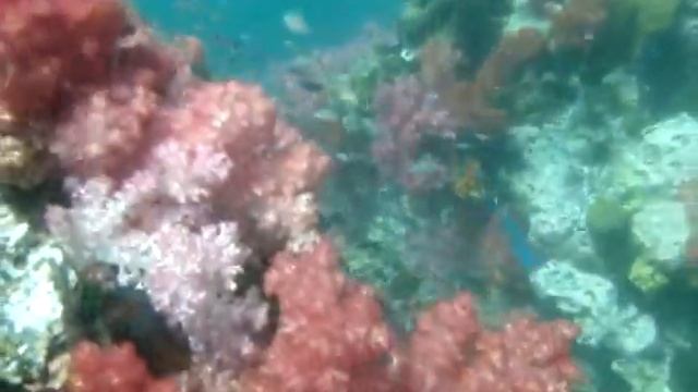 Thailand Koh Lipe diving 2009 2 Lionfish, muren смотреть онлайн