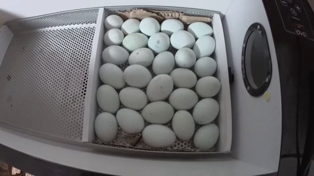 десятый день инкубации кур легбар смотреть онлайн