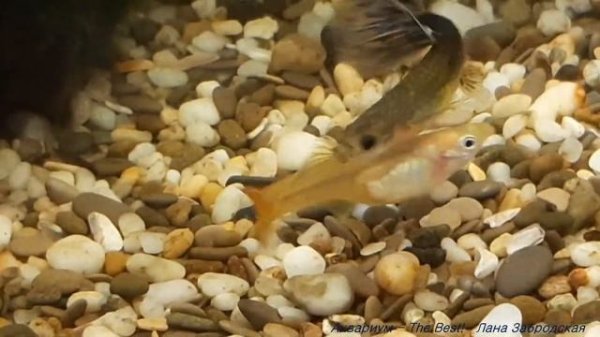 Борьба за лидерство / Гуппи ссорятся