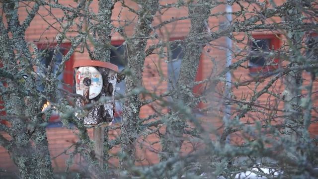 tit and sparrow смотреть онлайн