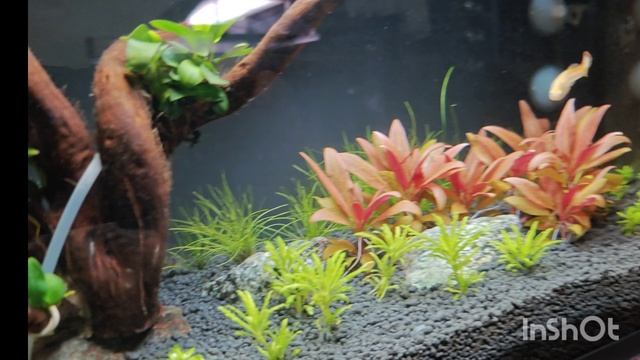Chihiros Soil