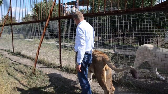 Как лев Филя заревновал Олега Алексеевича ! смотреть онлайн