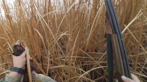 Охота на фазана.Вечерний выход!