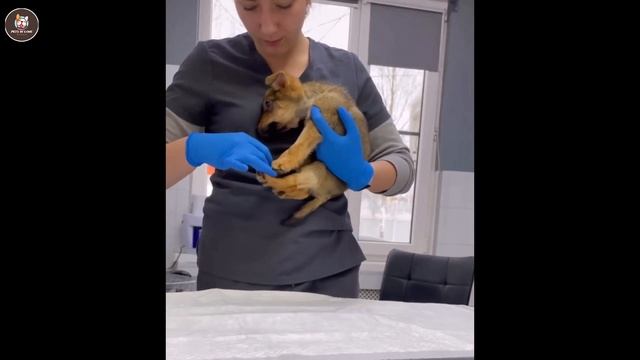 Where is My Head! Poor Puppy Tearfully Staggers, Asking For Help смотреть онлайн