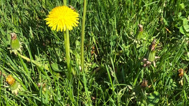 Larissa's Music $ Music Therapy Studio presents the story "Dandelion" смотреть онлайн